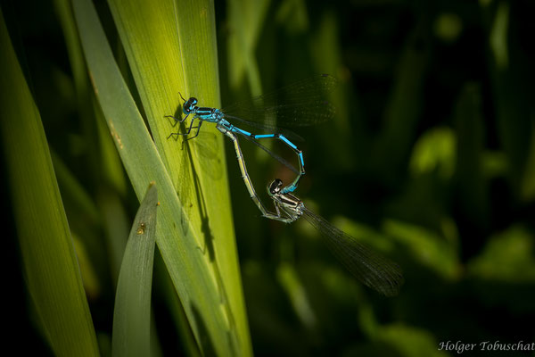 Das Herz - Ort: Botanischer Garten - Foto: Holger Tobuschat