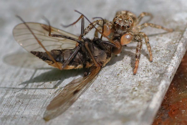 Springspinne (männlich) - Ort: Neuwiedenthal - Foto: Uta Svensson