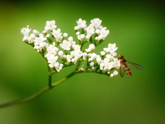 Foto: Andreas Drobbner