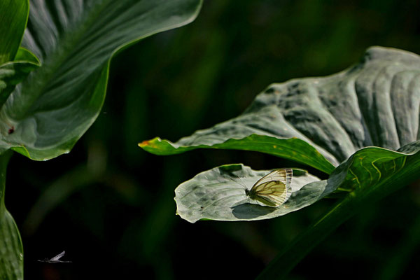 Foto: Karl-Horst Fricke