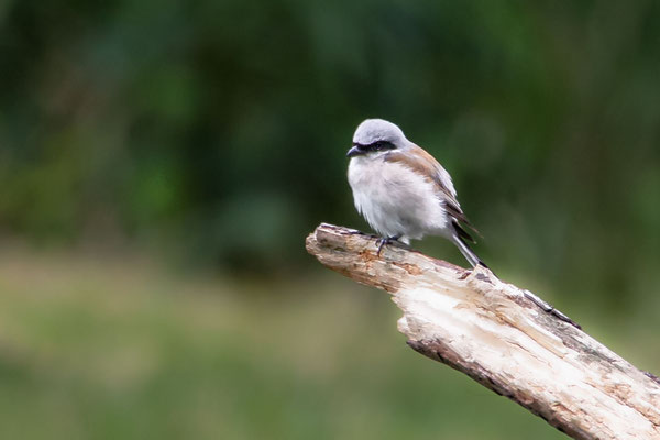 Neuntöter - Foto: Adolf Dobslaff