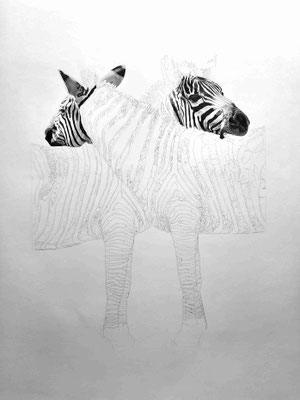 Les Zèbres - Love at first stripe - Collection Terre Rouge - Dessin au crayon graphite - Atelier Capucine Minot