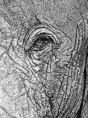 Sous tes yeux, dessin au crayon graphite, Capucine MINOT, 2025