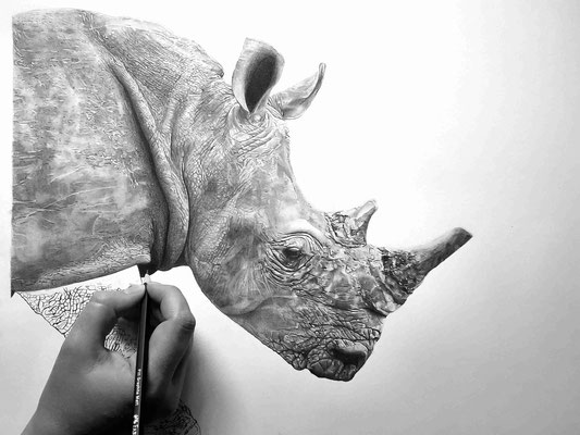 Rhinocéros Bandia (Sénégal), Collection Terre Rouge - Crayon graphite - Atelier Capucine Minot 