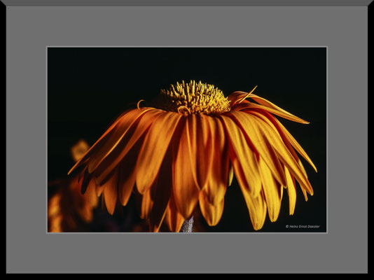 Gerbera, letzter Akt