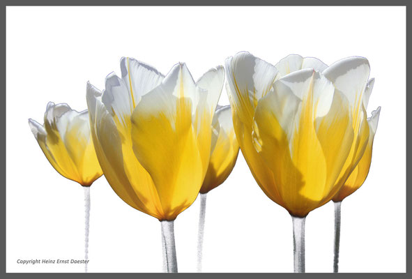 Fünf gelbe Tulpen
