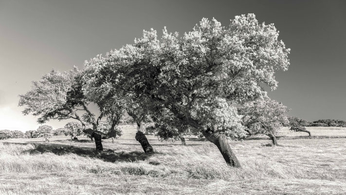 Korkeichen bei Aglientu, Sardinien.