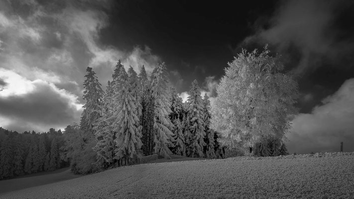 Raureif, im Oberwald (BE).