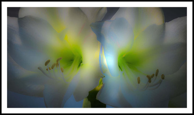 Amaryllis