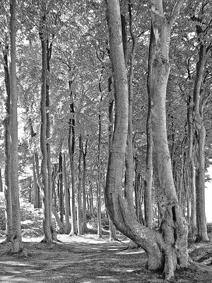 Pleasure walking, Heiligendamm.