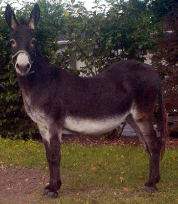 Senkrücken, Foto: R. Burda
