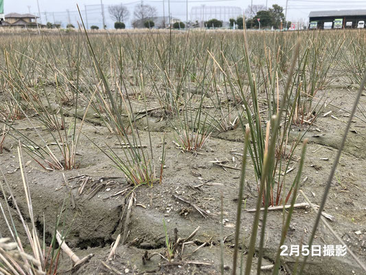 2月5日生育状況