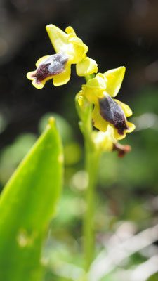 Ophrys phryganae,  Phrygana-Ragwurz