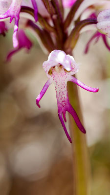 Orchis simia, Affen-Knabenkraut, Türkei