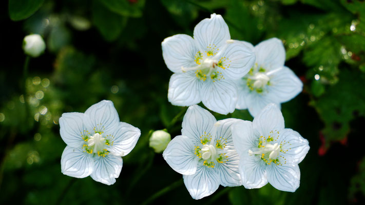 Deutschland, Sumpf-Herzblatt, Parnassia palustris