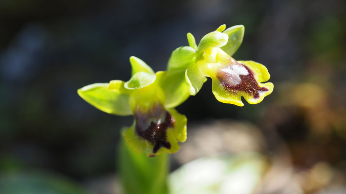 Ophrys phryganae, Phrygana Ragwurz