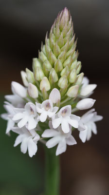 Anacamptis pyramidalis ssp. brachystachys, Kurzährige Pyramiden Hundswurz, Rhodos