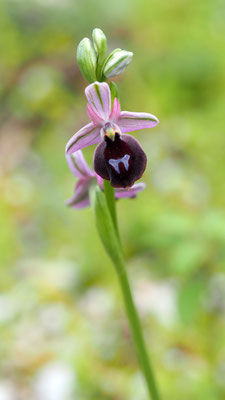 Oprys ferrum-equinum, Hufeisen-Ragwurz, Rhodos