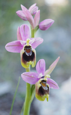 Ophrys tenthredinifera, Wespen-Ragwurz