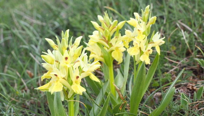 Holunder-Knabenkraut, Dactylorhiza sambucina (Italien)