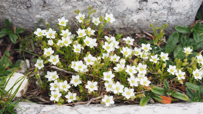 Italien, Gerard-Miere, Minuartia gerardii