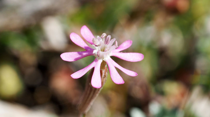 Silene colorata, Farbiges Leimkraut