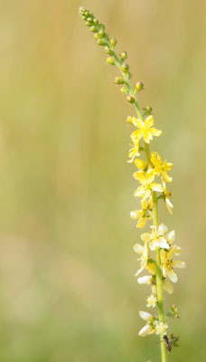 Österreich, Gemeiner Odermennig, Agrimonia eupatoria