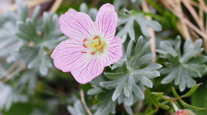 Italien, Silber-Storchschnabel, Geranium argenteum