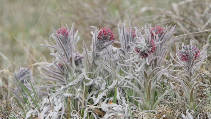 Italien, Majella-Hundszunge, Cynoglossum magellense