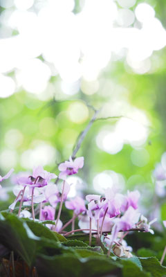 Österreich, Europäisches Alpenveilchen, Cyclamen purpurascens