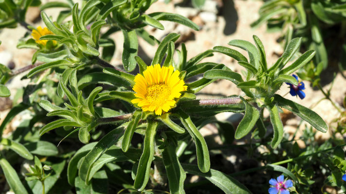 Pallenis maritima, Küstenstrandstern