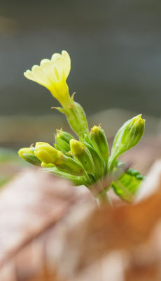 Österreich, Hohe Schlüsselblume, Primula eliator
