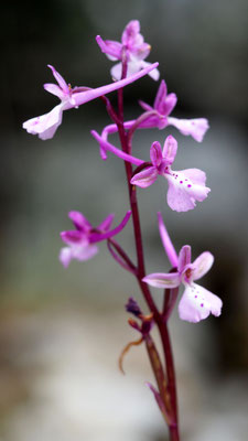 Orchis anatolica, Anatolisches Knabenkraut, Türkei