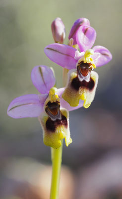 Ophrys tenthredinifera var. villosa, Behaarte Wespen-Ragwurz, Griechenland