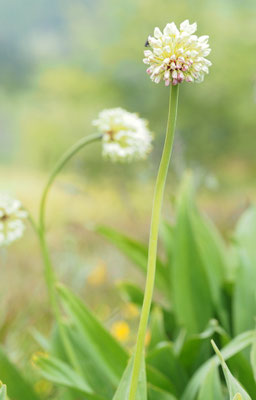 Allermannsharnisch, Allium victoralis