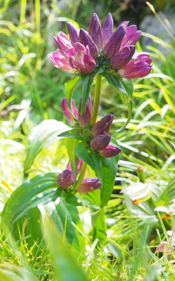 Österreich, Ostalpen-Enzian, Gentiana pannonica