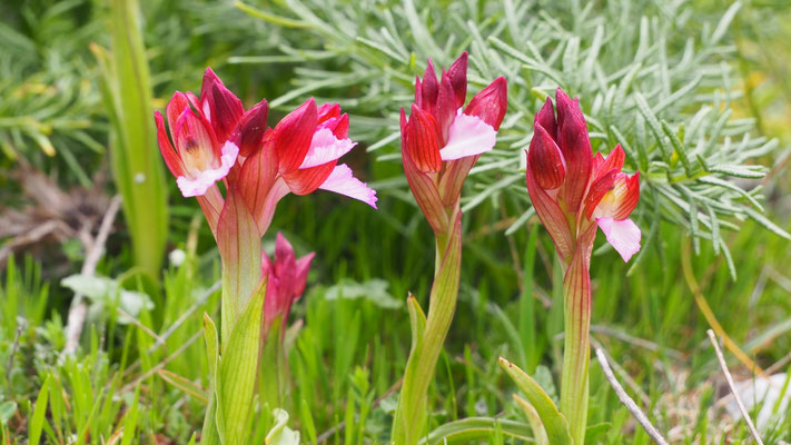 Schmetterlings-Knabenkraut, Orchis papilionacea (Italien)