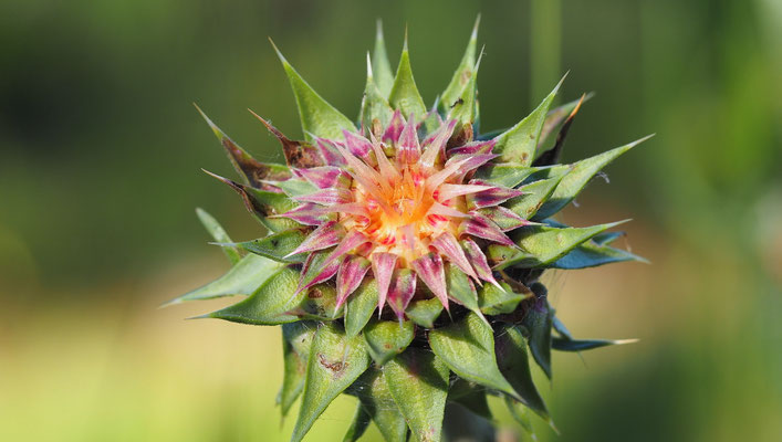 Kroatien, Ringdistel, Carduus micropterus