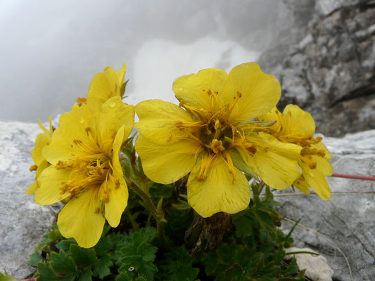Slowenien, Berg-Nelkenwurz, Geum montanum