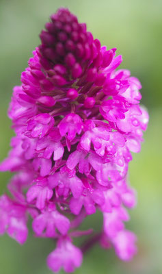 Anacamptis pyramidalis, Pyramiden-Hundswurz, Oberösterreich
