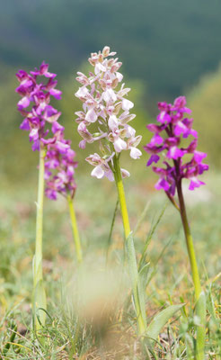 Anacamptis morio, Klein-Hundswurz, Montenegro