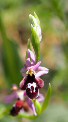 Ophrys reinholdii ssp. straussii, Strauss Ragwurz