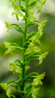Platanthera holmboei, Holmboes Waldhyazinthe, Türkei
