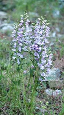 Cephalanthera kurdica, Kurdisches Waldvöglein, Türkei