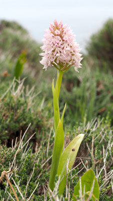 Anacamptis pyramidalis ssp. brachystachys, Kurzährige Pyramiden Hundswurz, Rhodos