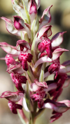 Anacamptis coriophora ssp. fragrans, Wohlriechendes Wanzen-Knabenkraut, Samos