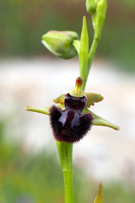 Ophrys sphegodes, Große Spinnen-Ragwurz, Italien