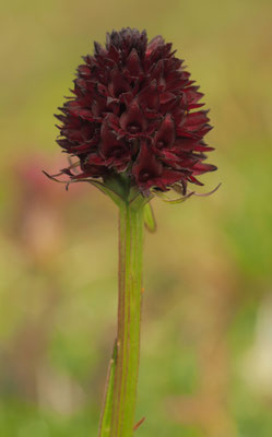 Nigritella rhellicani, Gewöhnliches Kohlröschen, Salzburg