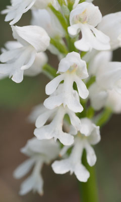 Orchis militaris, Helm-Knabenkraut, Wien
