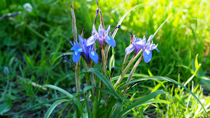 Moraea sisyrinchium, Mittags-Schwertlilie